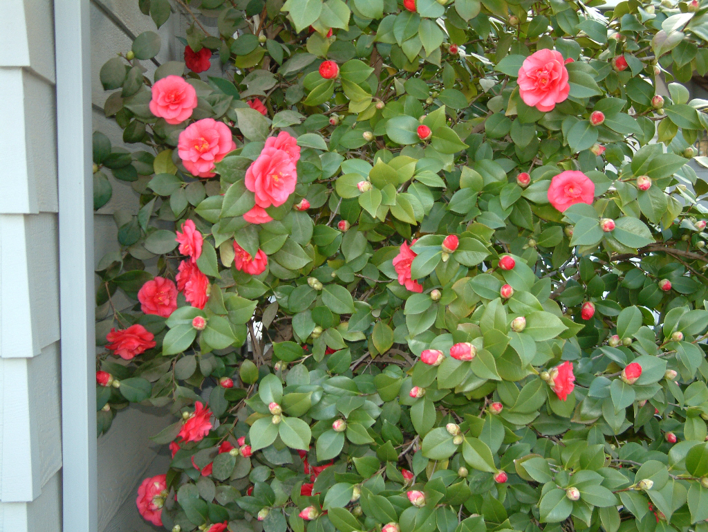 Flowers in front of the Olsen's House