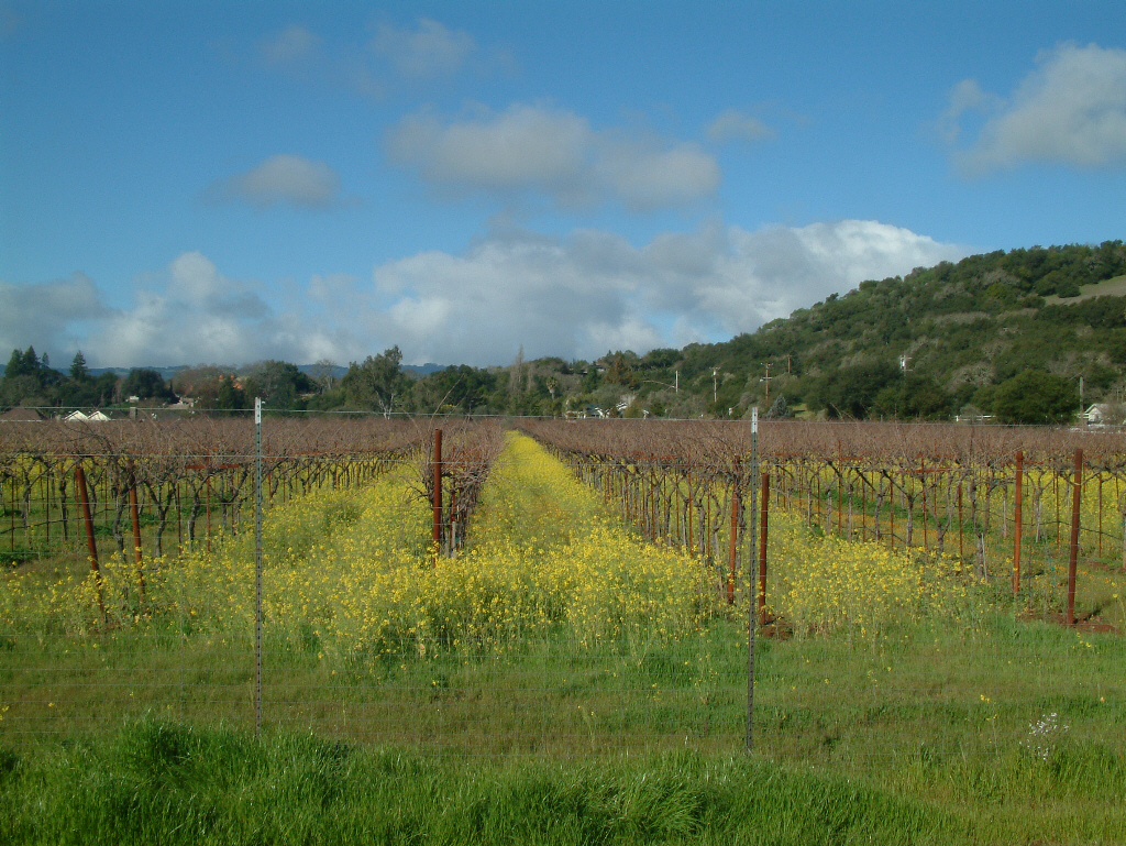 Mustard between rows of grape vines