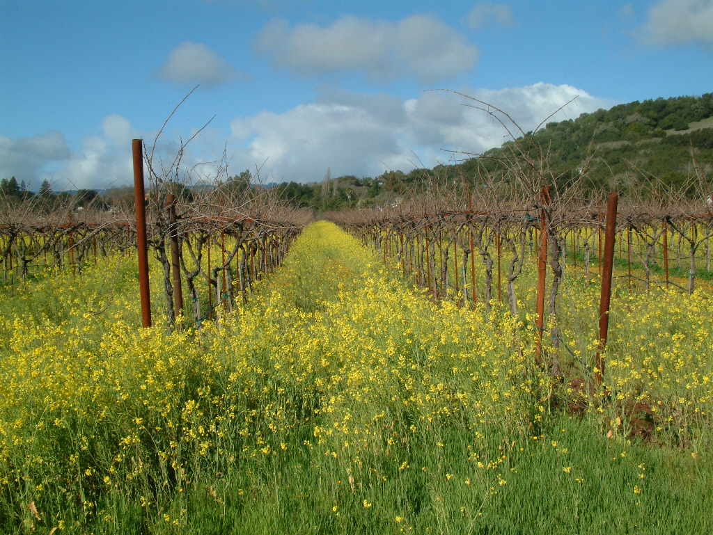 Closeup of mustard