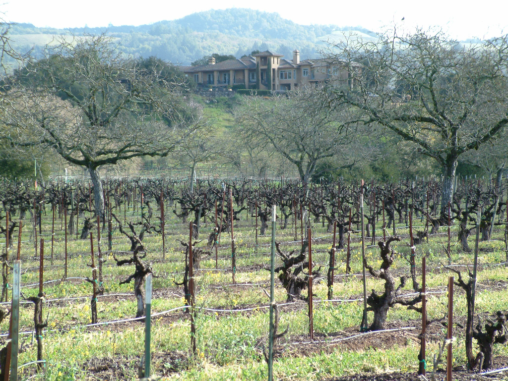 Grape vines with winery on the hill