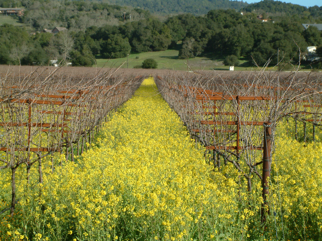 Different grape vines with mustard
