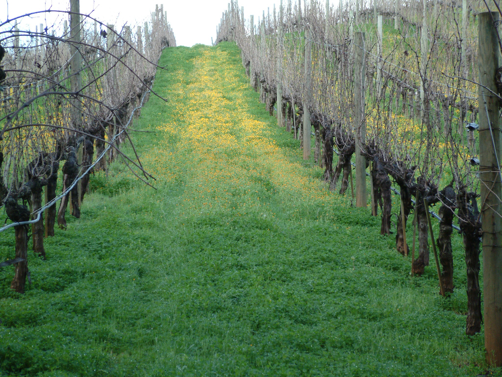 Benziger Vineyards