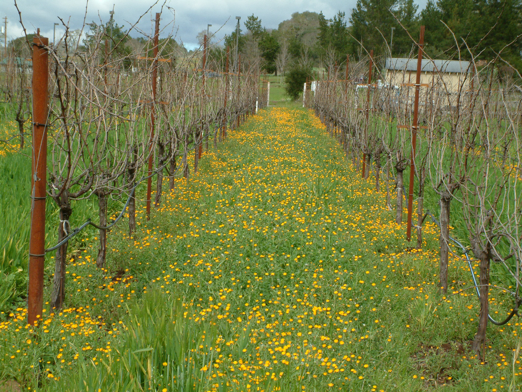 Mustard between rows of grape vines