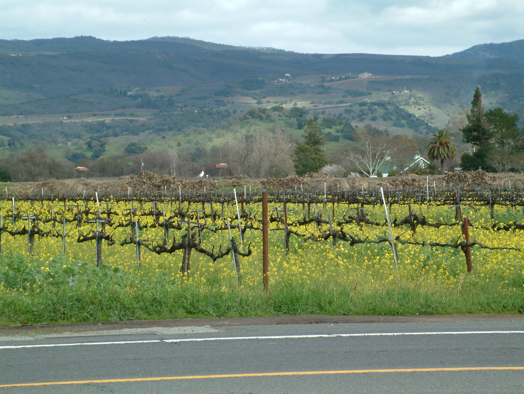 Vines in Sonoma County