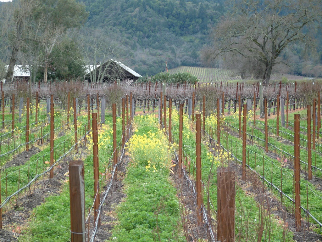 Vines near Prager Port Works