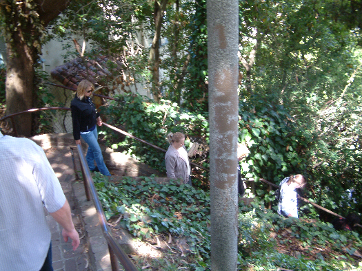 down near parrots